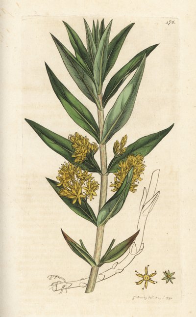 Tuftad lösstriv, Lysimachia thyrsiflora. Handkolorerad kopparstick av James Sowerby från James Smith