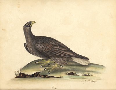 Havsörn, Haliaeetus albicilla (Erne, Aquila albicilla). Handkolorerad kopparstick av en illustration av William Hayes och hans dotter M (Matilda) från Portraits of Rare and Curious Birds from the Menagery of Osterly Park, London: B av William Hayes