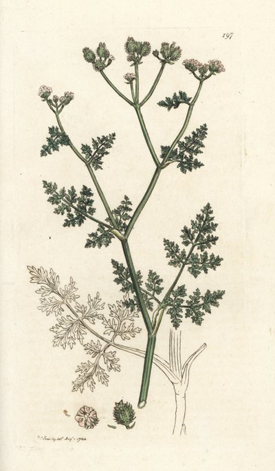 Vit spetsblomma, Orlaya grandiflora (Små caucalis eller basardpersilja, Caucalis daucoides). Handkolorerad kopparstick av James Sowerby från James Smith
