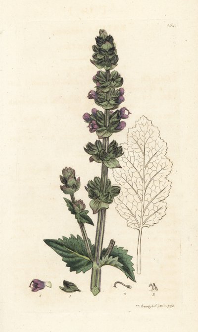 Vild engelsk clary, Salvia verbenaca. Handkolorerad kopparstick av James Sowerby från James Smith