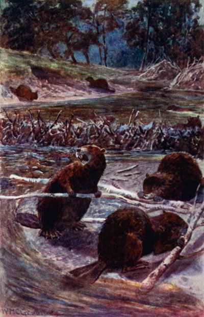 "De bygger en damm över bäcken" (färg litho) av William Henry Charles Groome