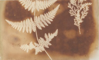 1. Förlamning. 2. Alga, 1839. av William Henry Fox Talbot