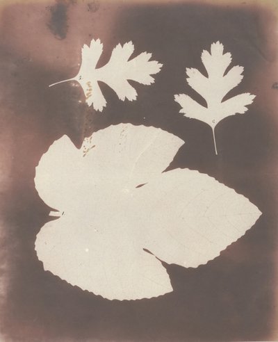 1. Fikonblad. 2. Vitt törnblad, 1839. av William Henry Fox Talbot