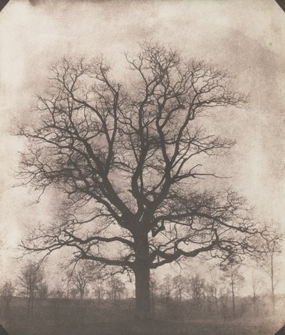 En ek på vintern, ca 1892-93 (kalotyp negativ) av William Henry Fox Talbot