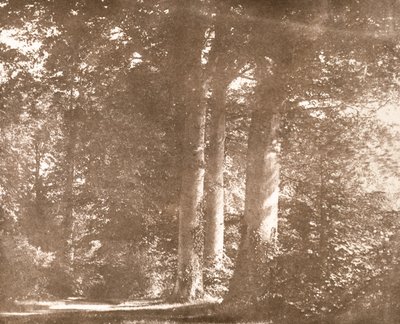 Beech Trees, Lacock Abbey, ca 1844 (sepiafoto) av William Henry Fox Talbot