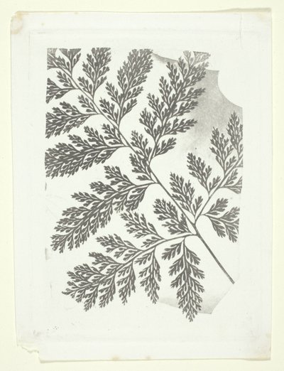 Gren av en ormbunke av William Henry Fox Talbot