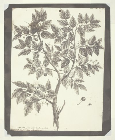 Kopia av botanisk gravyr av "Celtis" av William Henry Fox Talbot