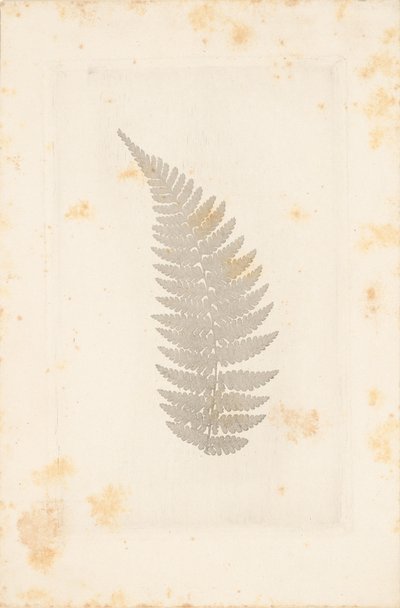 [Far] av William Henry Fox Talbot