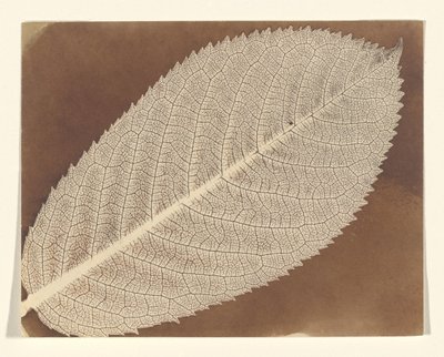 [Blad] av William Henry Fox Talbot