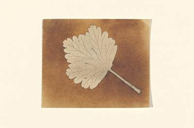 [Blad] av William Henry Fox Talbot