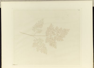 Blad av en växt av William Henry Fox Talbot