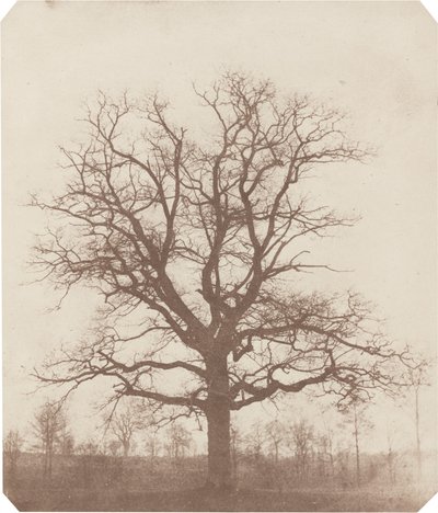 Ekträd av William Henry Fox Talbot