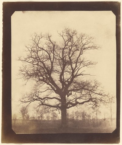 Ek på vintern av William Henry Fox Talbot