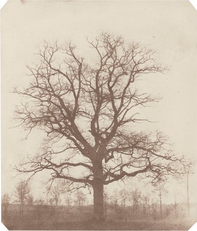 Ek,mitten av 1840-talet (foto) av William Henry Fox Talbot