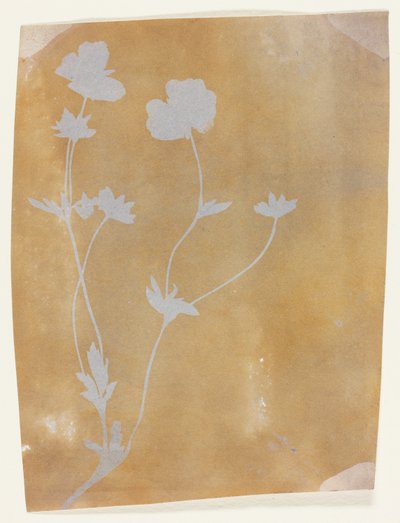 Stjälk av blad och blommor av William Henry Fox Talbot