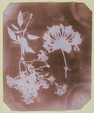 Två växtexemplar av William Henry Fox Talbot