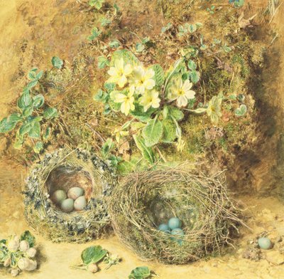 Primulans och fågelbon av William Henry Hunt