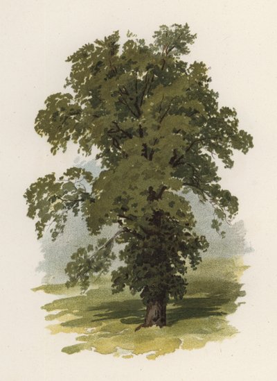 Træer: Elm (farve litho) sved av William Henry James (after) Boot
