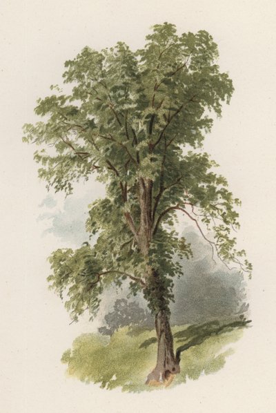 Träd: almen (färg litho) av William Henry James (after) Boot