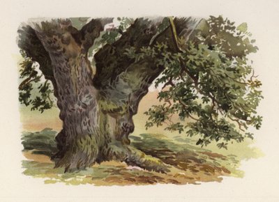 Träd: Eken (färg litho) av William Henry James (after) Boot