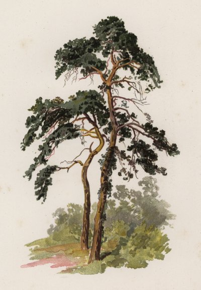 Träd: Scotch Fir (färg litho) av William Henry James (after) Boot