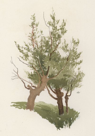 Träd: Pilen (färg litho) av William Henry James (after) Boot