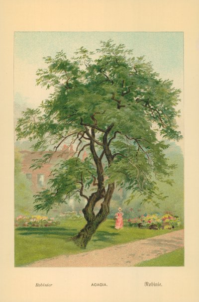 Akacia av William Henry James Boot