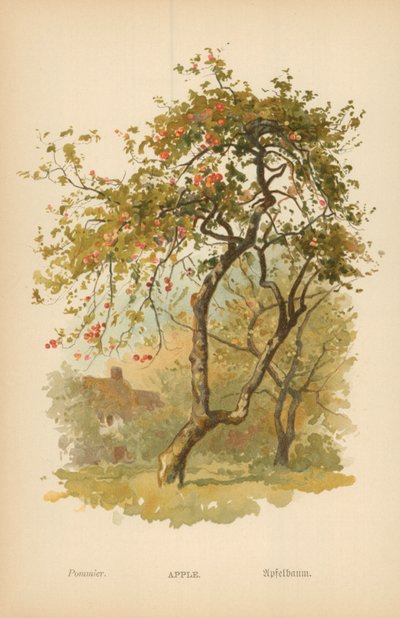 Äpple av William Henry James Boot