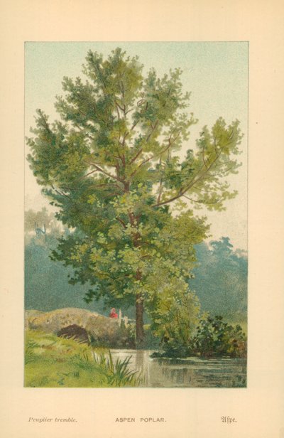 Asppoppel av William Henry James Boot
