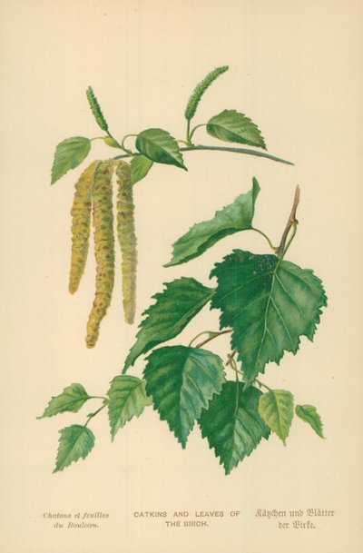 Catkins och löv av björken av William Henry James Boot