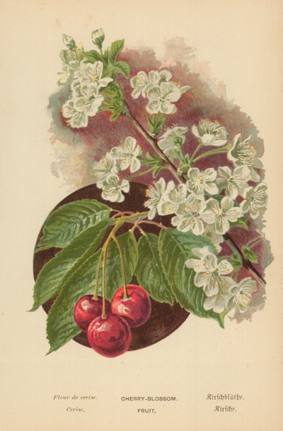 Körsbärsblomma. Frukt av William Henry James Boot