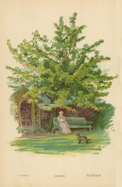Körsbär av William Henry James Boot