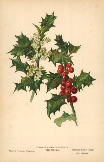 Blommor och bär av Holly av William Henry James Boot