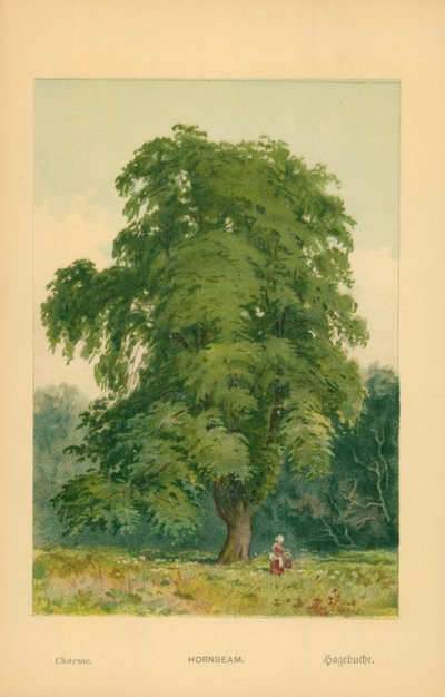 Avenbok av William Henry James Boot