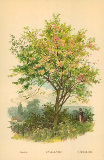 Spindle-Treeswed av William Henry James Boot