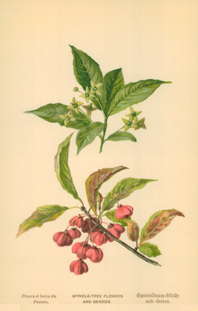 Spindel-Tree Blommor och bär av William Henry James Boot