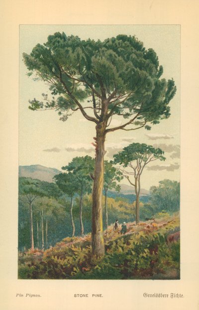 Stone Pineswed av William Henry James Boot