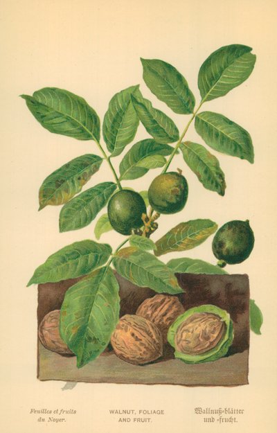 Valnöt, blad och frukt av William Henry James Boot