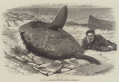 Sun-Fish fångade vid Catalan Bay, Gibraltar av William Henry Pike
