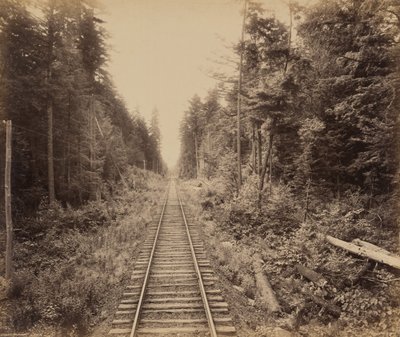 Hemlockskogen,ca. 1895 (foto) av William Herman Rau
