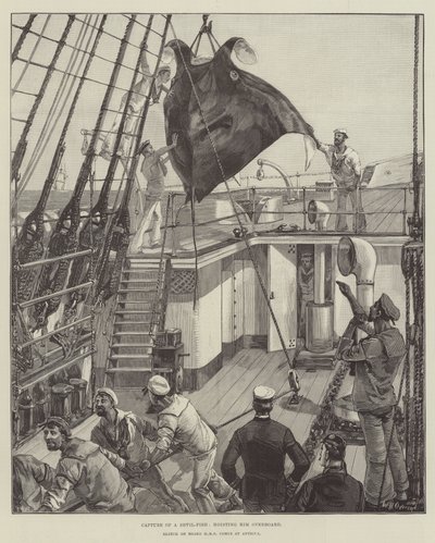 Fångst av en djävulsfisk, lyftes överbord av William Heysham Overend