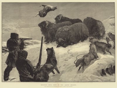 Skjutning av myskoxar i de arktiska regionerna av William Heysham Overend
