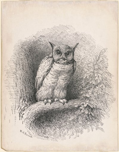 Uggla av William Holbrook Beard