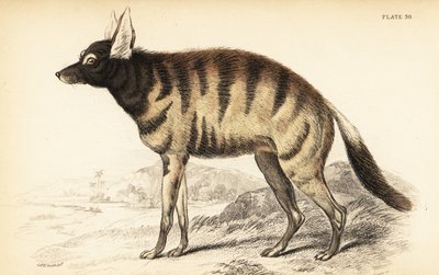 Ordwolf, Protellus Cristata (Protellus lalandi, Vive hynoids) av William Home Lizars