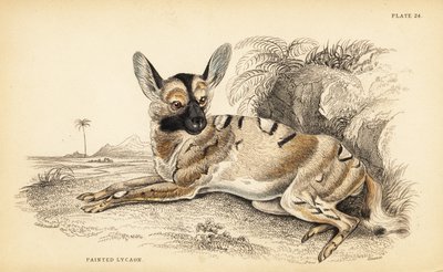Afrikansk vildhund, Lycaon pictus, utrotningshotad av William Home Lizars