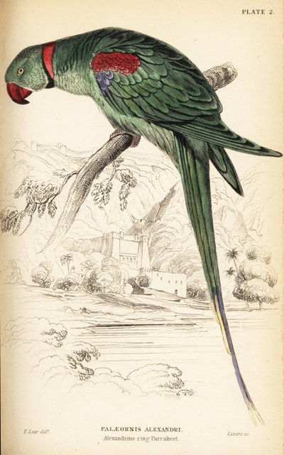 Alexandrine parakit eller Alexandrine papegoja, Psittacula eupatria av William Home Lizars