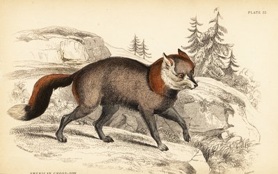 Amerikansk korsräv, räven av William Home Lizars