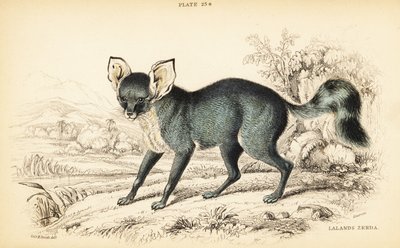 Bat-eared räv, Otocyon megalotis (Lalandes zerda, Agriodus auritus) av William Home Lizars