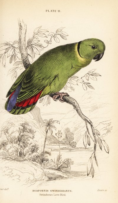 Svartkrage, Agapornis swindernianus av William Home Lizars