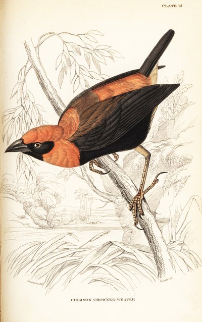 Svartvingad röd biskop, Euplectes hordeaceus (Crimson-krönt vävare, Euplectes flammiceps) av William Home Lizars